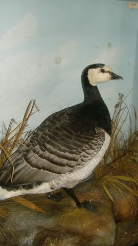 bcbissgoose.jpg