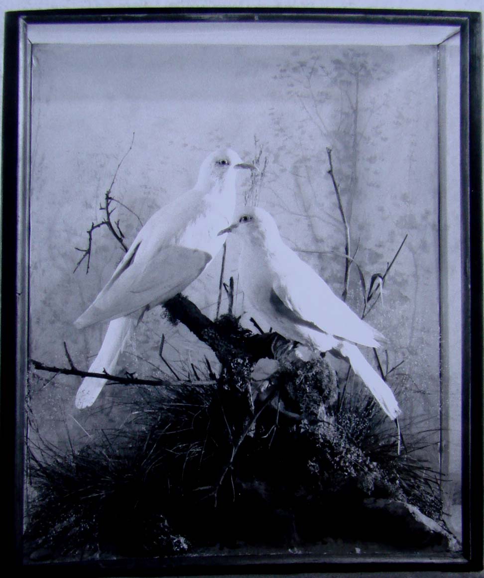bcprwdove.jpg