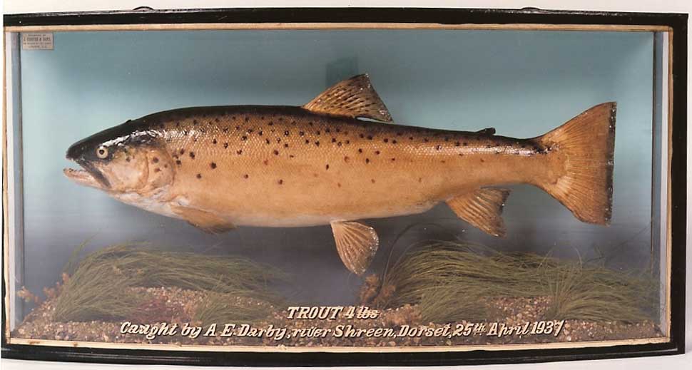 bedfonttrout1.jpg