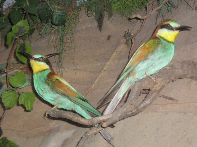 beeeater1.jpg