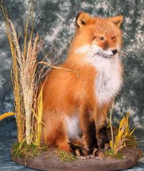 bigredfox.jpg