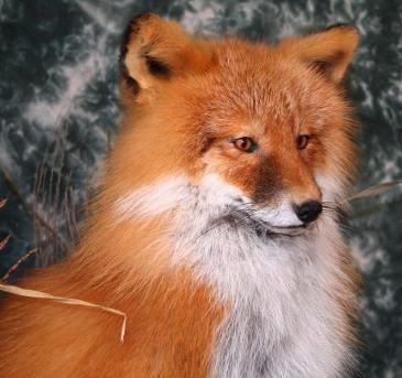 bigredfox1.jpg