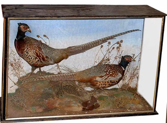 billcoxpheasants.jpg