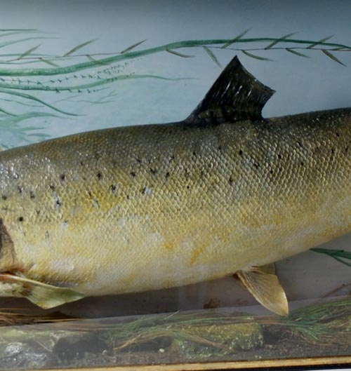 billcoxsalmon4.jpg