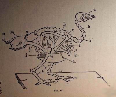 birdskeleton1884.jpg