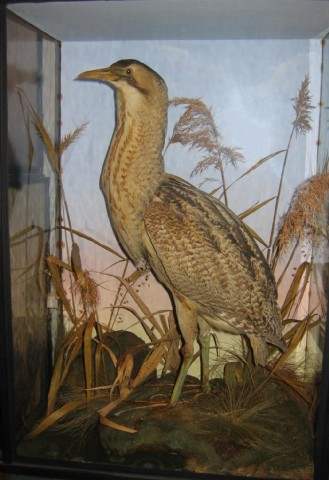 bittern.jpg