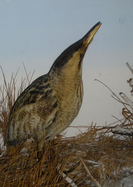 bittern1.jpg