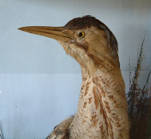 bittern7.jpg