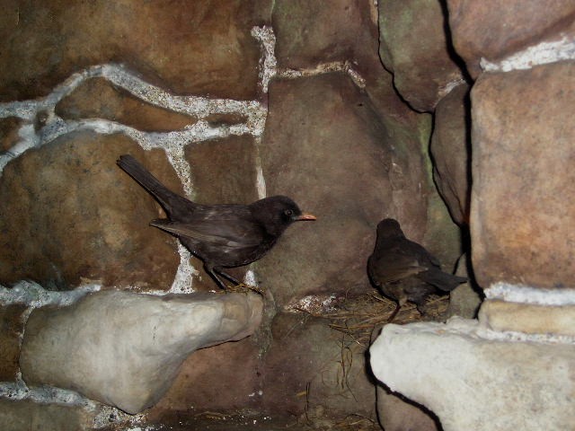 blackbirds1.jpg