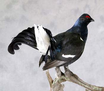 blackgrouse.jpg