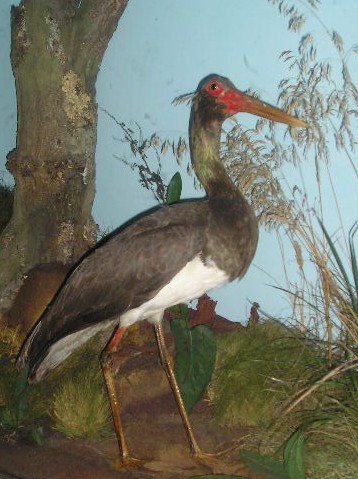 blackstork.jpg