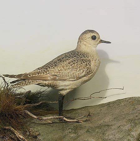 bmgoldenplover.jpg