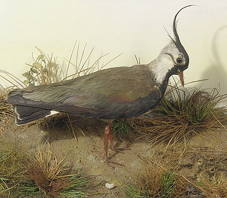 bmlapwings.jpg