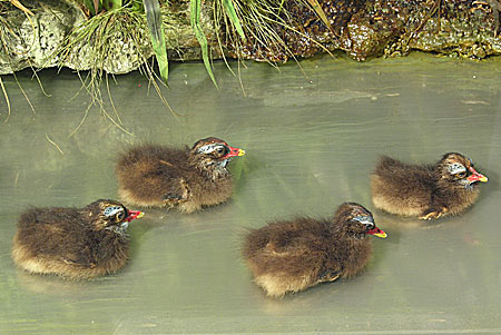 bmmoorhens.jpg