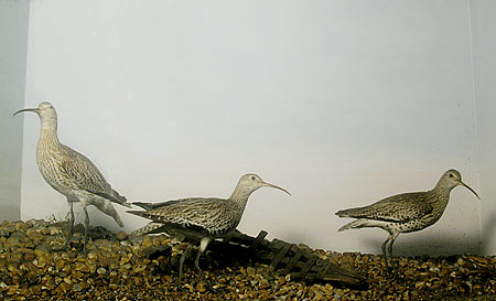 bmslenderbilledcurlew.jpg