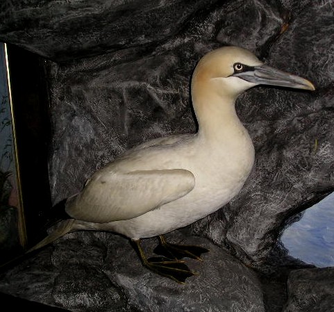 boldgannet.JPG