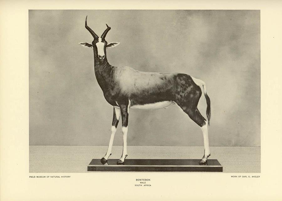 bontebok.jpg