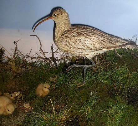 boothcurlews1.jpg