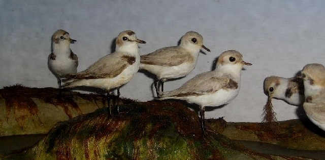 boothentishplovers.JPG