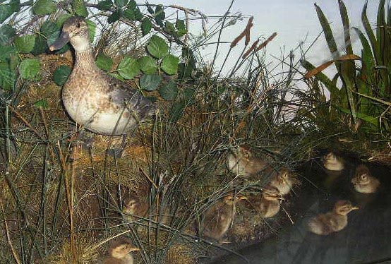 boothgargraneychicks.jpg
