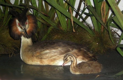 boothgrebe5.jpg