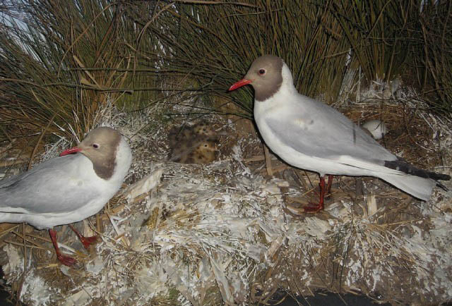 boothgullchicks4.JPG