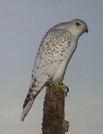 boothgyrfalcon.jpg