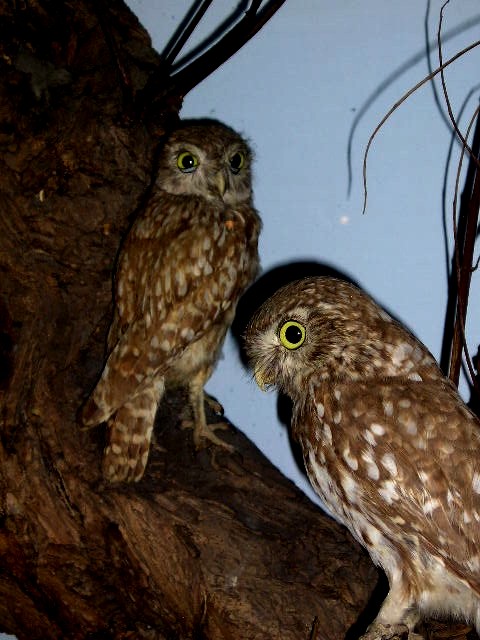 boothlittleowls.jpg