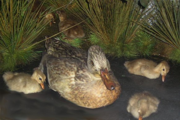 boothmallardchicks2.jpg