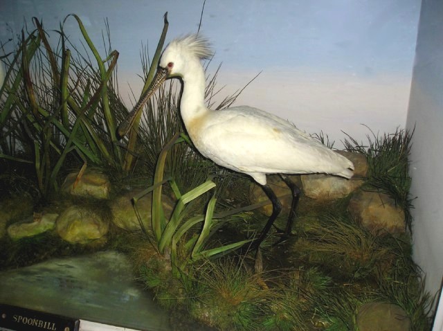 boothspoonbillmale1.jpg