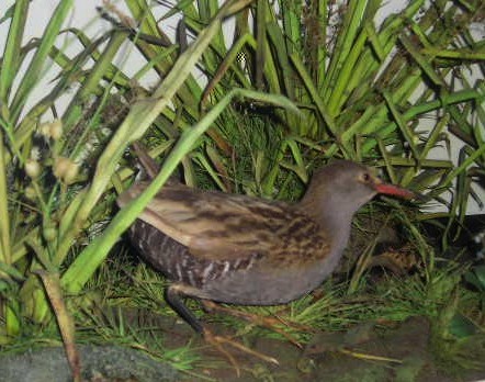 boothwaterrail.jpg