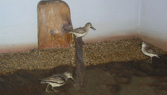 broadbilledsandpipers.jpg