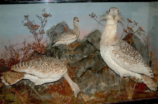 bustards3.jpg