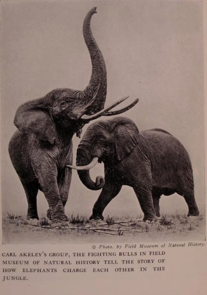 carlelephants.jpg