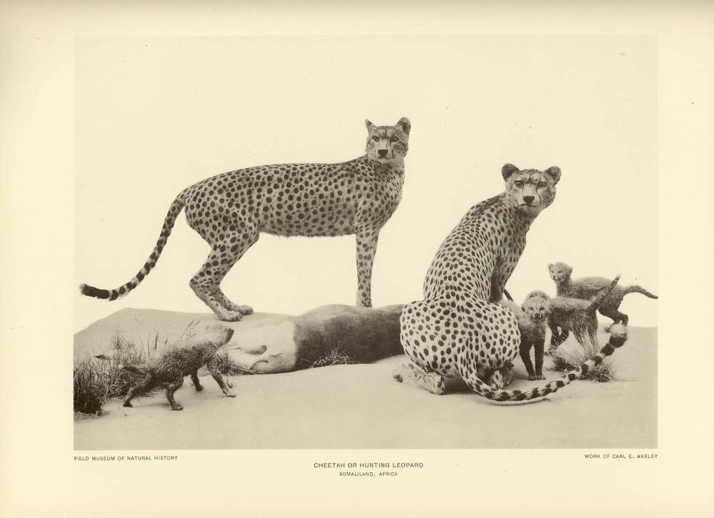 cheetahgroup.jpg