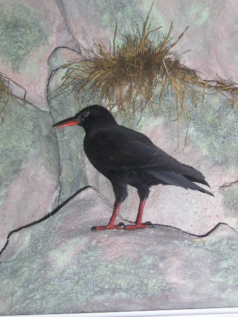 chough.jpg