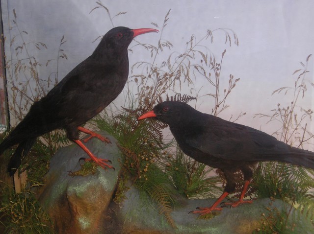 chough9.jpg