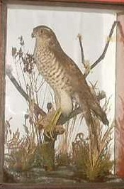 churchsparrow.jpg