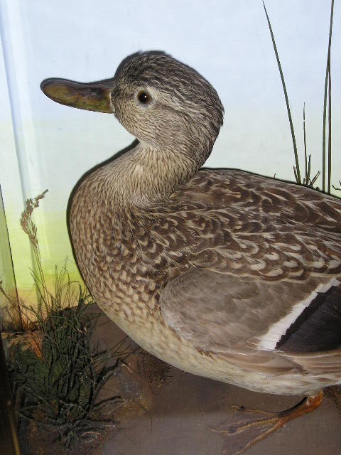 closeduck.jpg