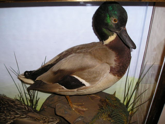 closeduck1.jpg