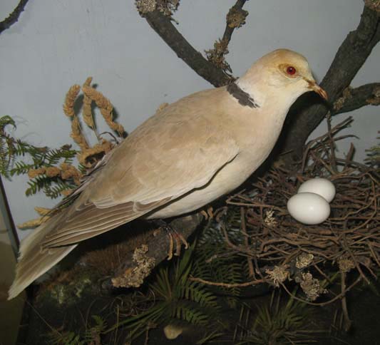 collardgunndoves1.jpg