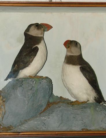 colpuffins.jpg