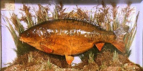 commoncarp.jpg