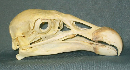 The Ten Most Metal Animal Skulls