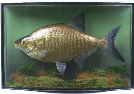 cooperbream22.jpg