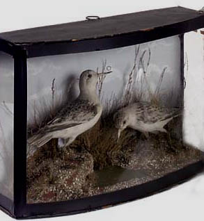 cooperdunlin.jpg