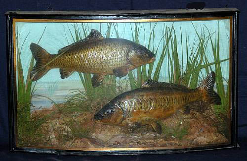 coopermirrorcarp.jpg