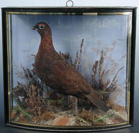 coopersigredgrouse.jpg