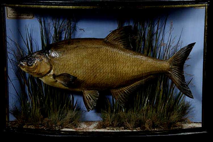 copbream2.jpg