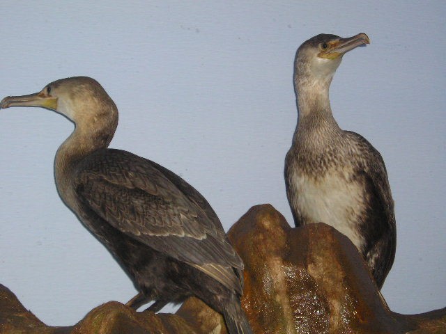 cormorant5.jpg